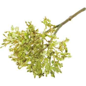 FLP-3004 ���[�X�t�����[ ���l�f�B�X�v���C�~���[�W�A�� 70186716