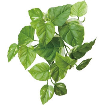 GLA-1250 �|�g�X�}�O�v�����c�z�[�� ���l�f�B�X�v���C�~���[�W�A�� 70192282