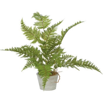 シダーポット - 横浜ディスプレイミュージアム