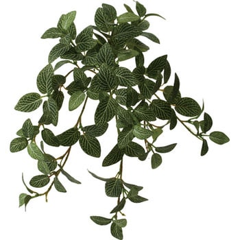 フィトニアハンギングブッシュ 横浜ディスプレイミュージアム