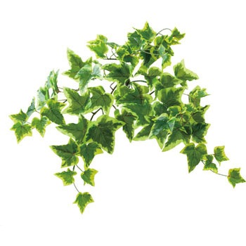 GL-MB017 ���b�N�v�����c �A�C�r�[ ���l�f�B�X�v���C�~���[�W�A�� �X�g���[�g�^�C�v 70194224