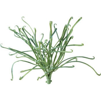 GL-MB025 bNvc lfBXvC~[WA Xg[g^Cv 70194303