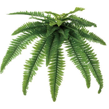 GL-MB030 ���b�N�v�����c ���l�f�B�X�v���C�~���[�W�A�� �X�g���[�g�^�C�v 70194355