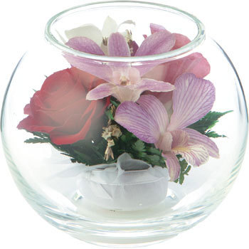 PDS-6031 ���E���h�~�b�N�X �A�����W ���l�f�B�X�v���C�~���[�W�A�� 70201872