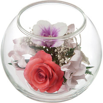 PDS-6068 ���E���h�~�b�N�X �A�����W ���l�f�B�X�v���C�~���[�W�A�� 70202082