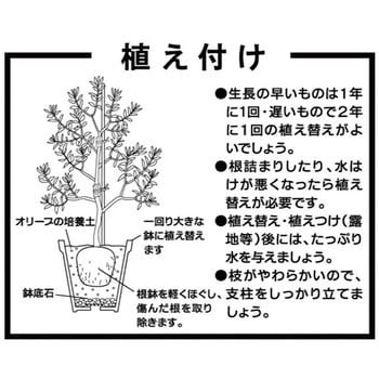 オリーブの培養土 刀川平和農園 オリーブ各種 1袋 25l 通販モノタロウ