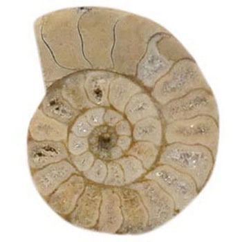 アンモナイト断面 化石標本 ケニス 寸法40×35mm 1個 - 【通販モノタロウ】