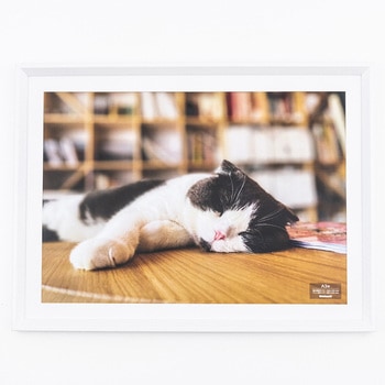 F-SW-124-W �ؐ��ʐ^�z �i�J�o���V 70431579