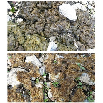 コケそうじ剤 エスコ