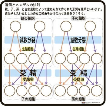 N65-2510-12 遺伝とメンデルの法則(説明ボード) ナリカ 裏面磁石付き