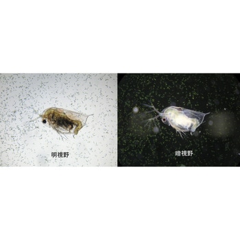 生物顕微鏡 ネクロスⅡ - ナリカ