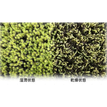 サンモス(苔・スナ苔・砂苔) 三光社