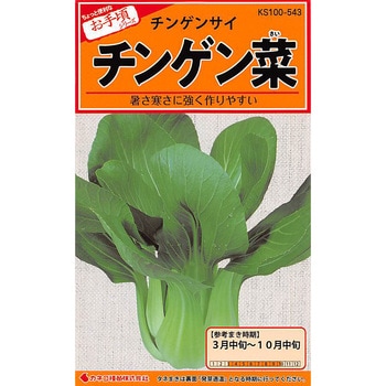 【タネ】チンゲン菜 カネコ種苗