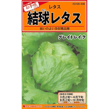【タネ】結球レタス グレイトレイク カネコ種苗