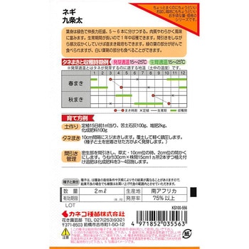 【タネ】九条太ねぎ カネコ種苗
