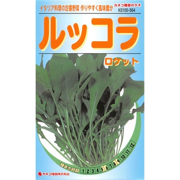 【タネ】ルッコラ ロケット カネコ種苗