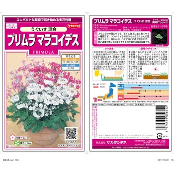 プリムラ マラコイデス うぐいす混合 サカタのタネ