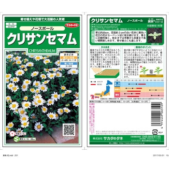 クリサンセマム ノースポール サカタのタネ