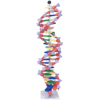 M60-1196 molymod(R) �~�jDNA���q�͌^�L�b�gR(22�w) �i���J 73285217