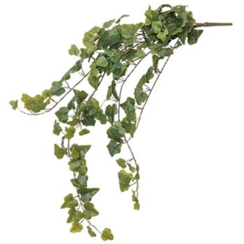 アイビー グリーン 1個 ポッシュリビング 通販サイトmonotaro