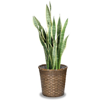 観葉植物 サンセベリア・ローレンティ 7号 バスケットカバー付 大丸興業