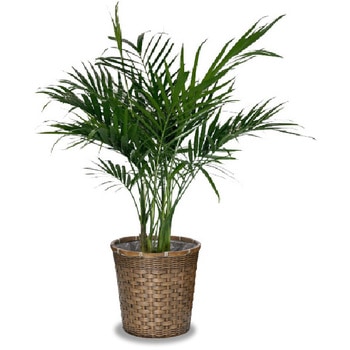 観葉植物 メキシコケンチャ 7号 バスケットカバー付 大丸興業