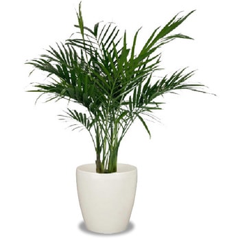 メキシコ　植木鉢 Amazon.co.jp: ZHKY 特徴 メキシコ モザイク セラミックス