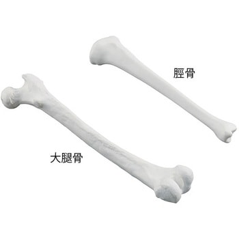 ナビトレ ボーンモデル ナビス(アズワン)