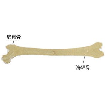 ナビトレ ボーンモデル ナビス(アズワン)
