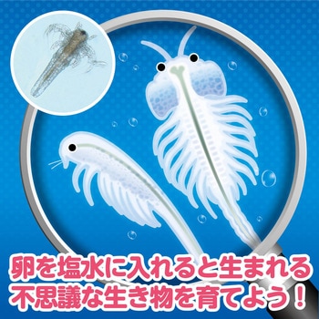 簡単!育てるエビモドキ アーテック(学校教材・教育玩具)