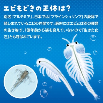 簡単!育てるエビモドキ アーテック(学校教材・教育玩具)