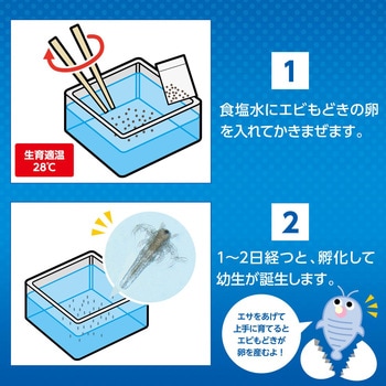 簡単!育てるエビモドキ アーテック(学校教材・教育玩具)