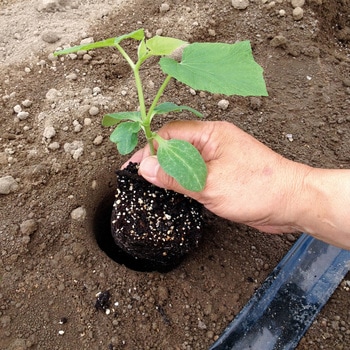 NEW定植ホールズ ナスニックス