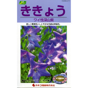 211 タネ ききょう 矮性深山紫 1セット 5袋 カネコ種苗 通販モノタロウ