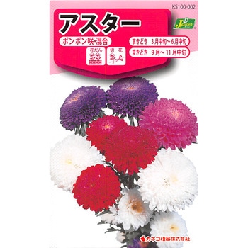 【タネ】アスター ポンポン咲・混合 カネコ種苗