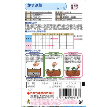 【タネ】かすみ草 白花 カネコ種苗
