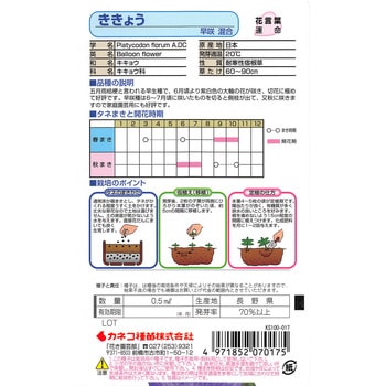 【タネ】ききょう 早咲・混合 カネコ種苗
