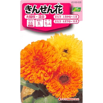 【タネ】きんせん花 大輪咲・混合 カネコ種苗