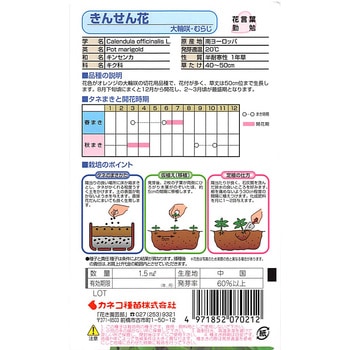 【タネ】きんせん花 大輪咲・むらじ カネコ種苗