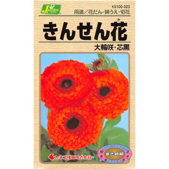 【タネ】きんせん花 大輪咲・芯黒 カネコ種苗
