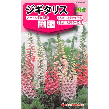 【タネ】ジキタリス ノートルダムの鐘 カネコ種苗