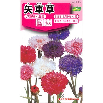 【タネ】矢車草 八重咲・混合 カネコ種苗