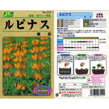 【タネ】ルピナス 黄花 カネコ種苗