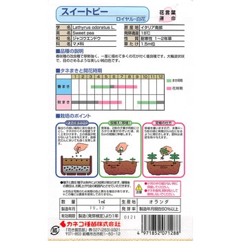 【タネ】スイートピー ロイヤル・白花 カネコ種苗
