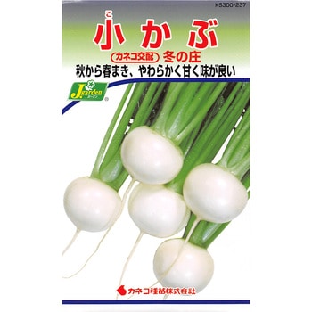 【タネ】小かぶ 冬の庄 カネコ種苗