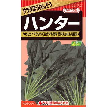 【タネ】サラダほうれんそう ハンター カネコ種苗