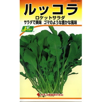 【タネ】ルッコラ ロケットサラダ - カネコ種苗