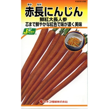 【タネ】赤長にんじん 鮮紅大長人参 カネコ種苗