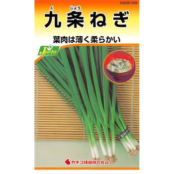 309 【タネ】九条ねぎ 1セット(5袋) カネコ種苗 【通販モノタロウ】