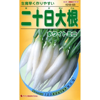 520 【タネ】二十日大根 ホワイトミニ 1セット(5袋) カネコ種苗 【通販